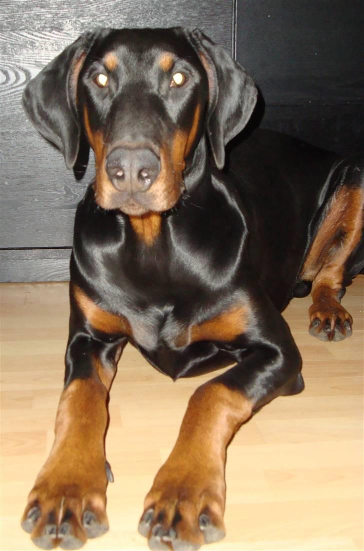 Dobermann Bandit *R.I.P* billede 15