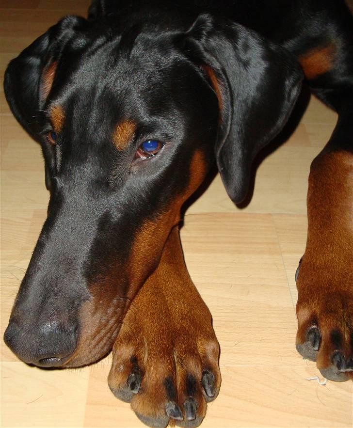 Dobermann Bandit *R.I.P* billede 16