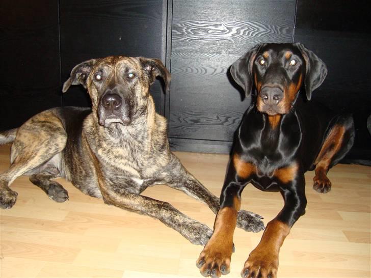 Dobermann Bandit *R.I.P* billede 17