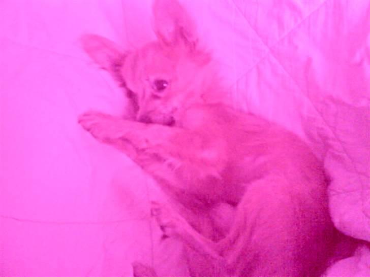 Chihuahua Daffy - Pink panter billede 5