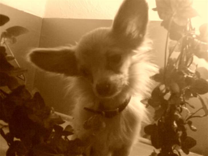 Chihuahua Daffy - smukke mig <3 billede 6