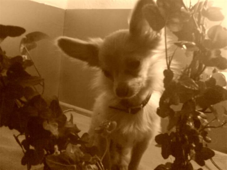 Chihuahua Daffy - mig billede 7