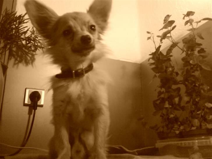 Chihuahua Daffy - her er jeg billede 8