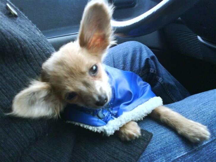 Chihuahua Daffy - Hey jeg har da ikke store øre :??? billede 9