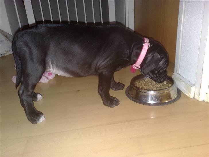 Amerikansk staffordshire terrier Nila billede 6