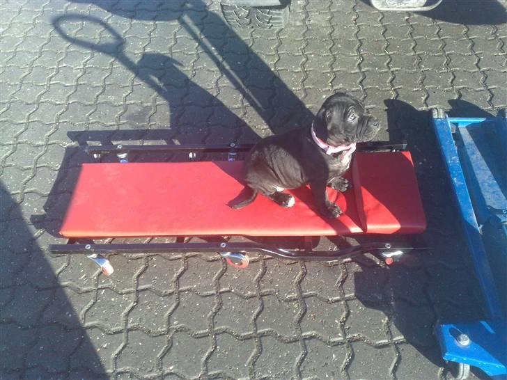 Amerikansk staffordshire terrier Nila billede 7