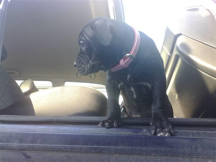 Amerikansk staffordshire terrier Nila billede 8