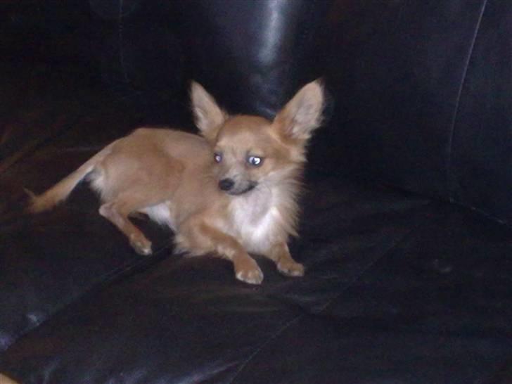 Chihuahua Daffy - øv ingen der vil lege billede 10