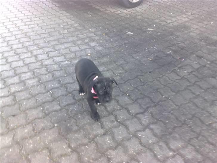 Amerikansk staffordshire terrier Nila billede 9