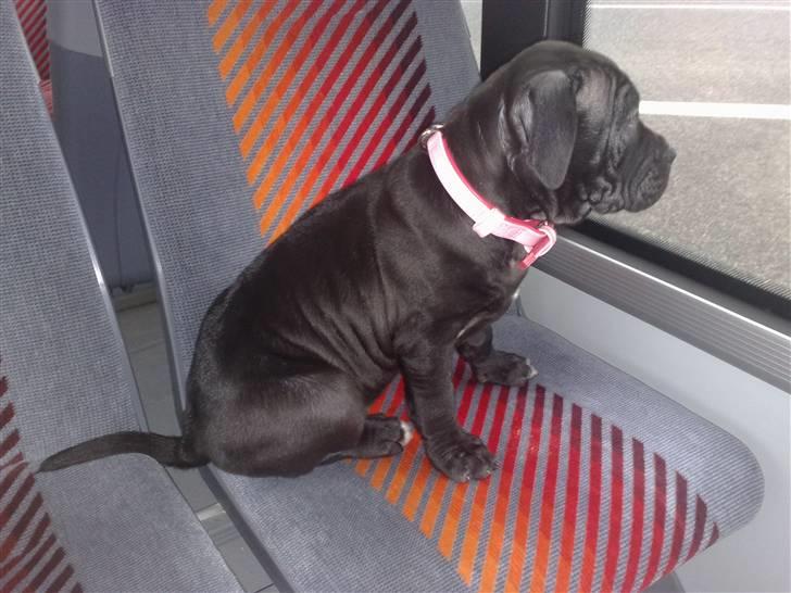 Amerikansk staffordshire terrier Nila billede 10