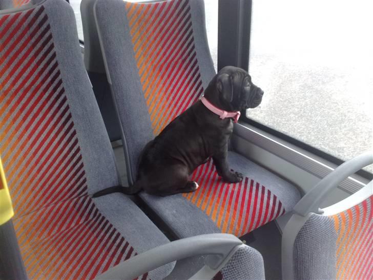 Amerikansk staffordshire terrier Nila billede 11