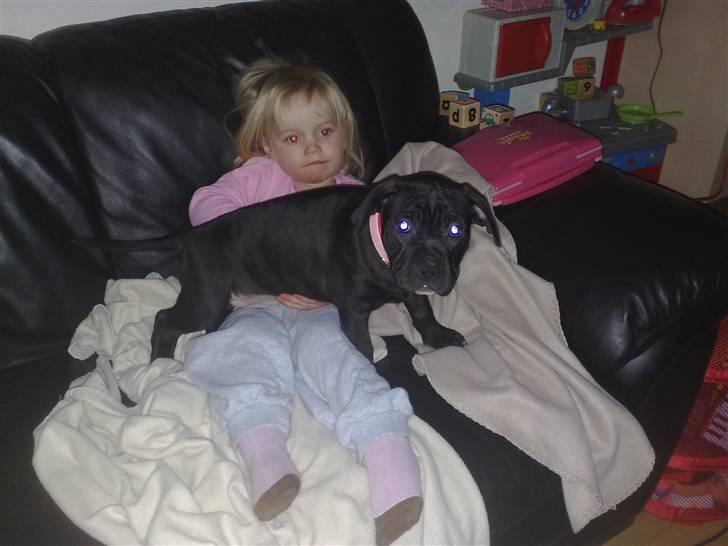 Amerikansk staffordshire terrier Nila billede 12