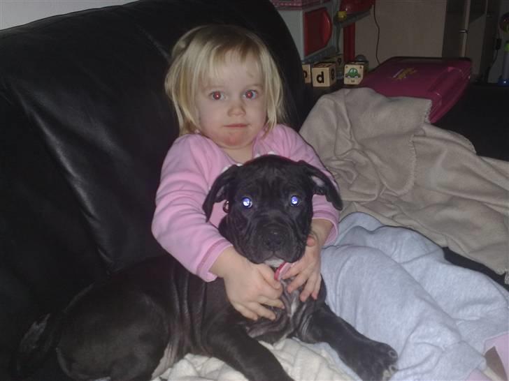 Amerikansk staffordshire terrier Nila billede 13