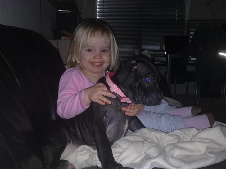 Amerikansk staffordshire terrier Nila billede 14