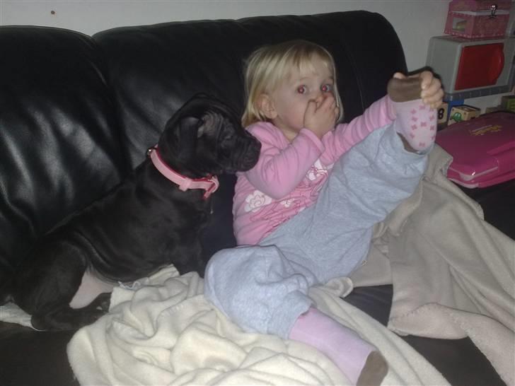 Amerikansk staffordshire terrier Nila billede 15