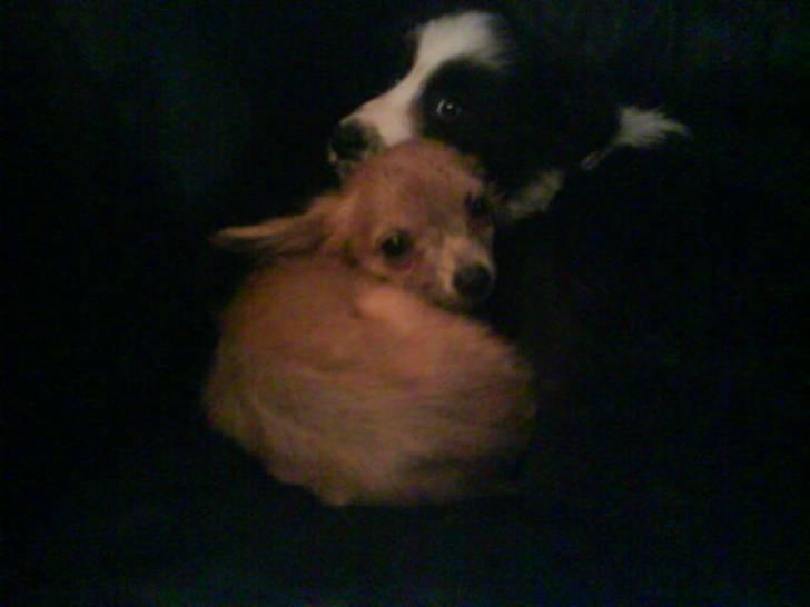 Chihuahua Daffy - ik nu jeg sover !!! billede 11