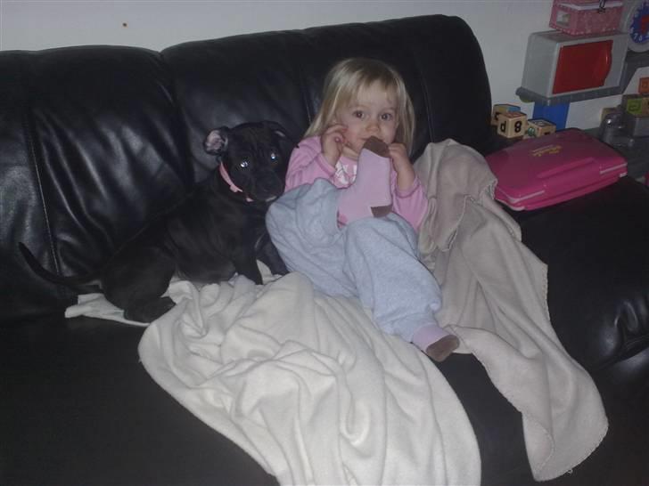 Amerikansk staffordshire terrier Nila billede 16