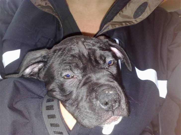 Amerikansk staffordshire terrier Nila billede 18