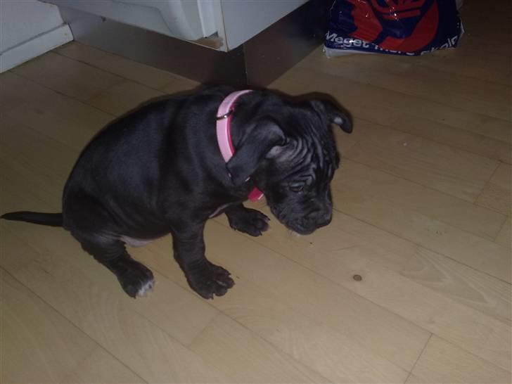 Amerikansk staffordshire terrier Nila billede 20