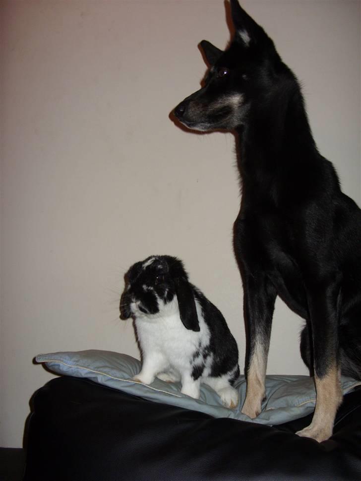 Blanding af racer Nikita - mon vi får noget hvis vi sidder pænt??? billede 20