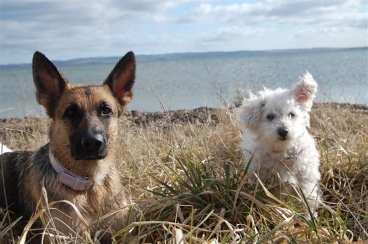Bichon à poil frisé Annisette - Mig og min lillesøster Lica billede 12