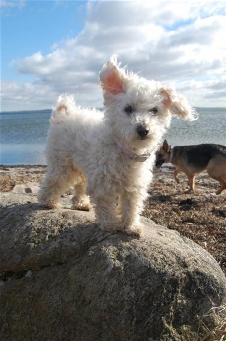 Bichon à poil frisé Annisette billede 13