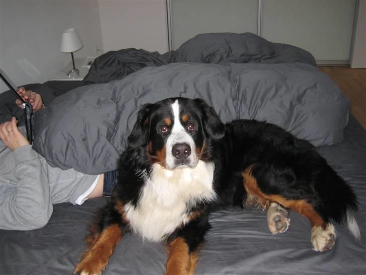 Berner sennenhund Valde billede 19