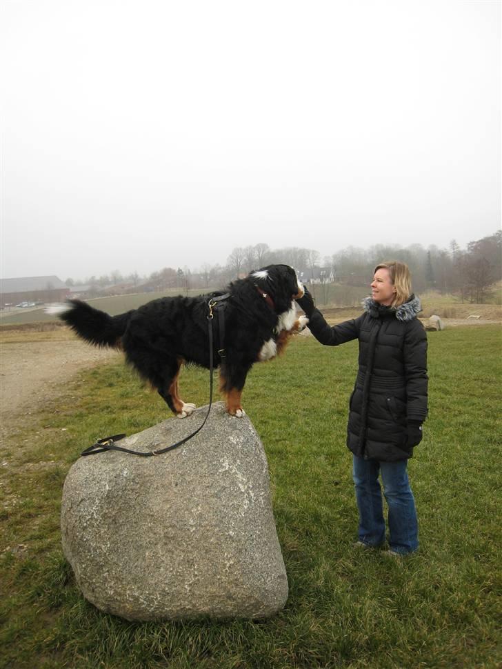 Berner sennenhund Valde billede 20