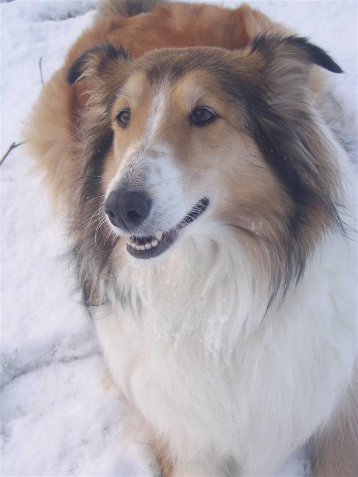 Collie langhåret Mollie  (Mine forældre's) billede 1