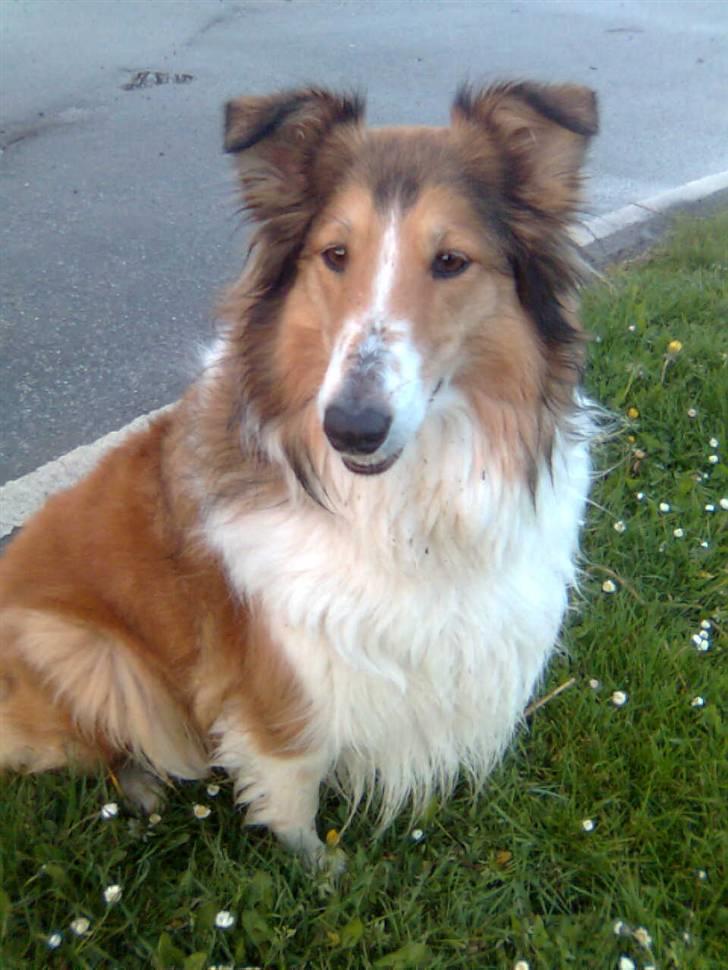 Collie langhåret Mollie  (Mine forældre's) billede 2