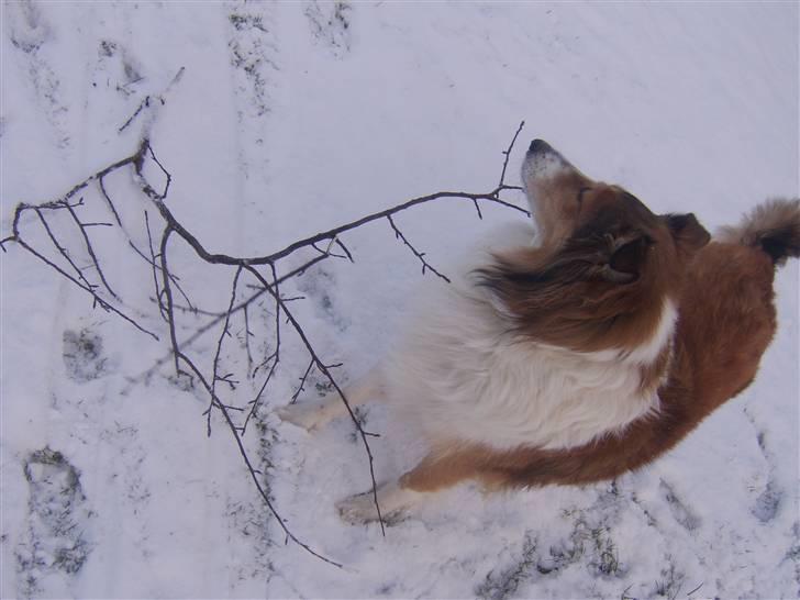 Collie langhåret Mollie  (Mine forældre's) billede 3