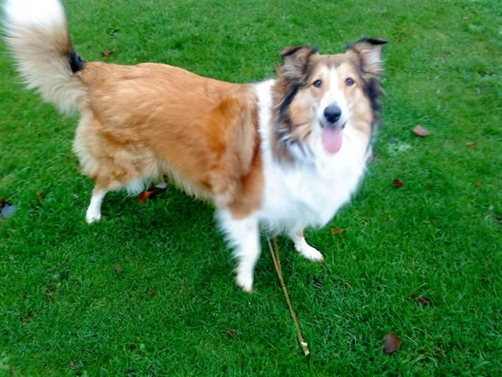 Collie langhåret Mollie  (Mine forældre's) billede 4