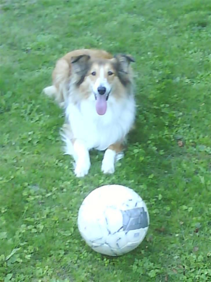 Collie langhåret Mollie  (Mine forældre's) billede 5