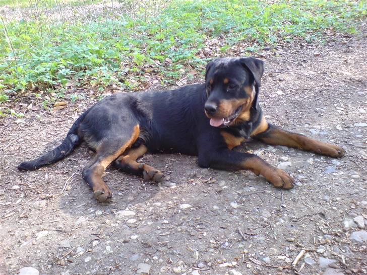 Rottweiler Rantzau billede 6