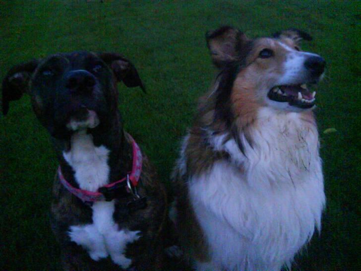 Collie langhåret Mollie  (Mine forældre's) billede 6