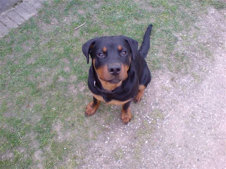 Rottweiler Rantzau billede 7