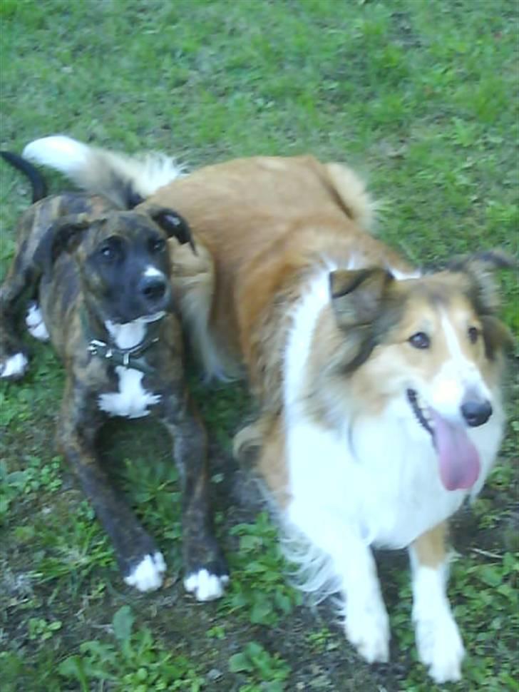 Collie langhåret Mollie  (Mine forældre's) billede 7