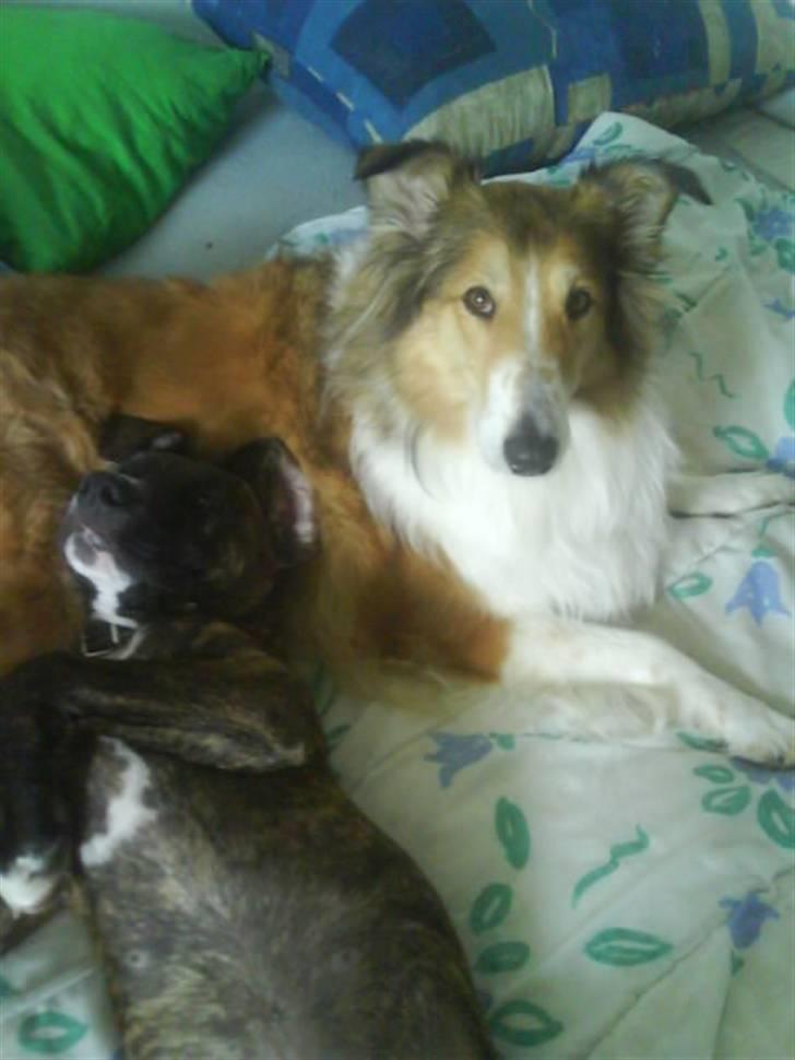 Collie langhåret Mollie  (Mine forældre's) billede 8