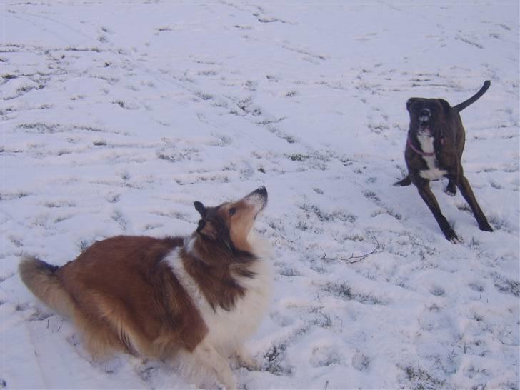 Collie langhåret Mollie  (Mine forældre's) billede 9