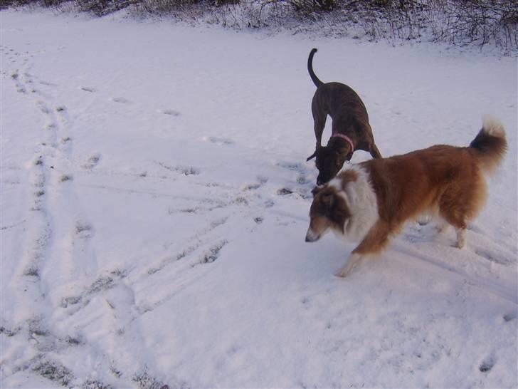 Collie langhåret Mollie  (Mine forældre's) billede 10