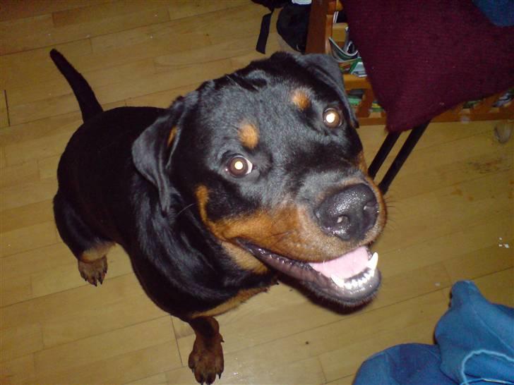 Rottweiler Rantzau billede 8