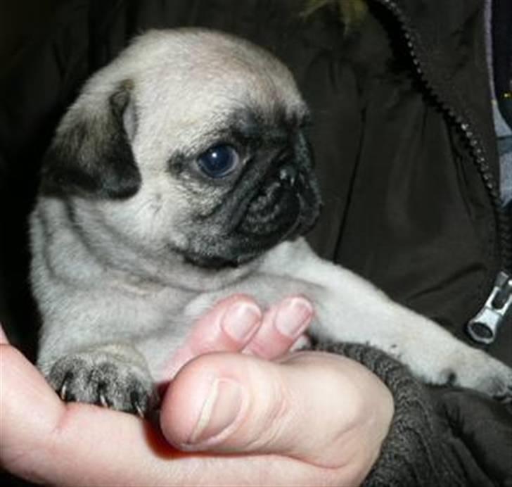 Mops Tyson billede 1