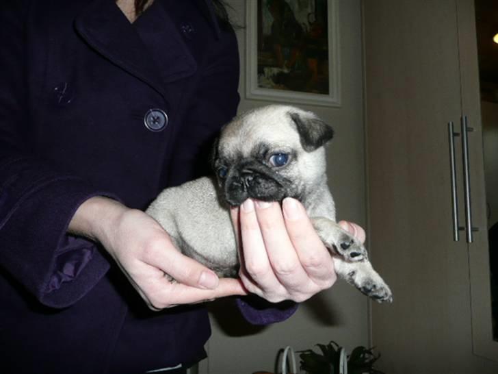 Mops Tyson billede 2