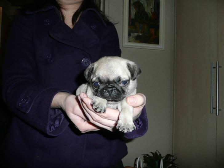 Mops Tyson billede 3