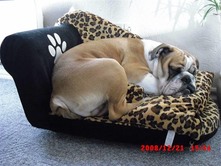 Blanding af racer Herman billede 8