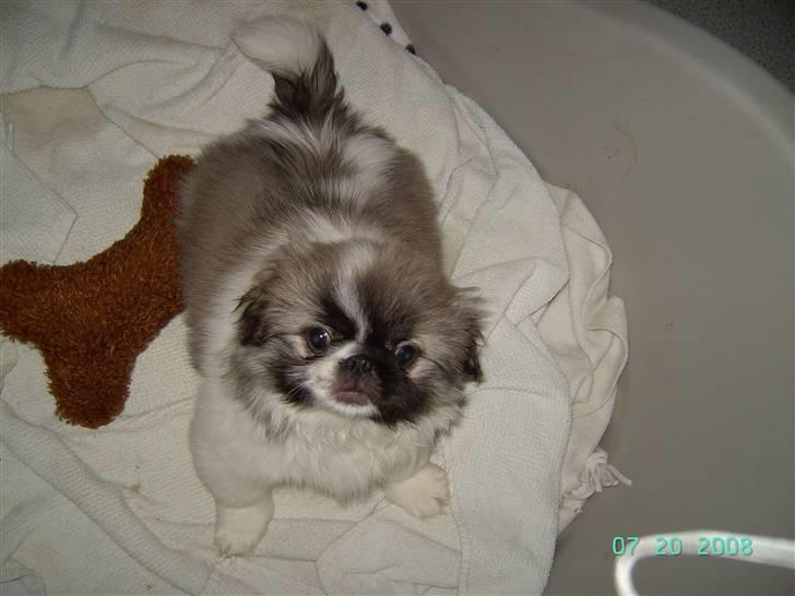 Pekingeser Cille - Cille ca. 5-6 mdr billede 1