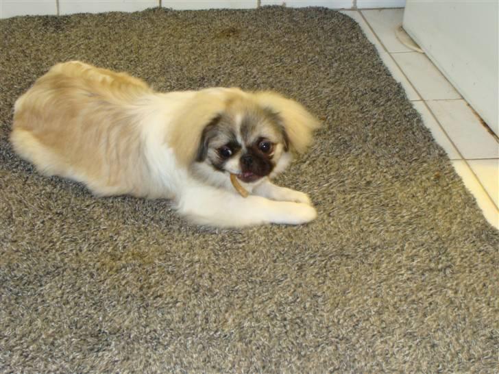 Pekingeser Cille - Cille ca. 8 mdr billede 2