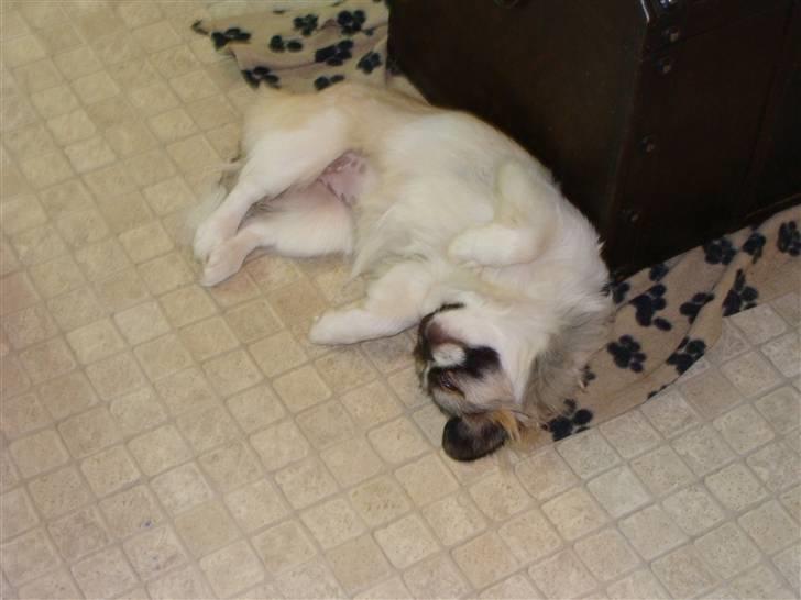 Pekingeser Cille - Cille får lige en lur billede 3