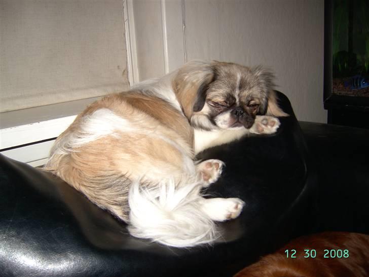 Pekingeser Cille - Cille 10 mdr billede 4