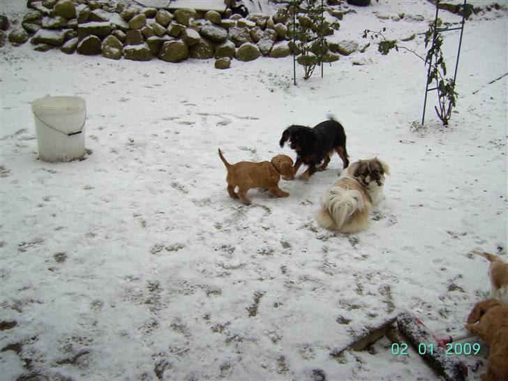 Pekingeser Cille - Cille i sne 2009 billede 5